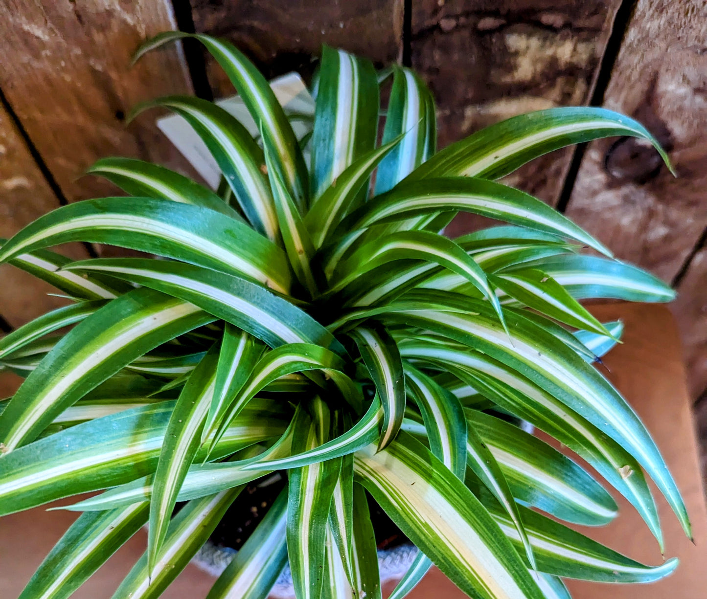 Spider Plant in Woven Basket 13cm