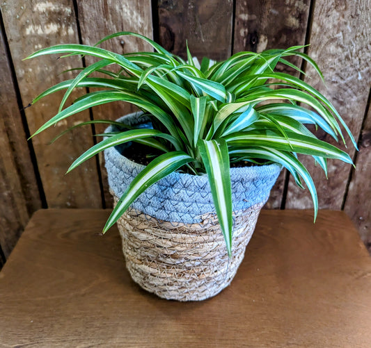 Spider Plant in Woven Basket 13cm