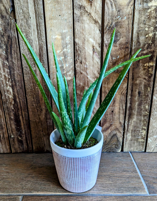 Aloe Vera 13cm with Pot